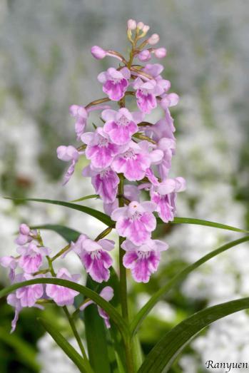 アワチドリ・夢ちどり 蘭裕園 Ranyuen