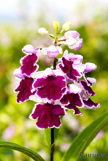 アワチドリ・夢ちどり 蘭裕園 Ranyuen