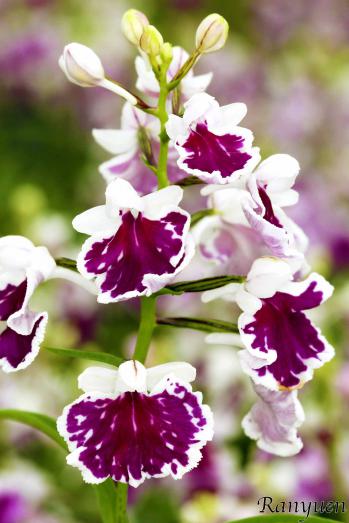 アワチドリ・夢ちどり 蘭裕園 Ranyuen