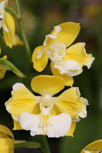 エビネ 蘭裕園 Ranyuen