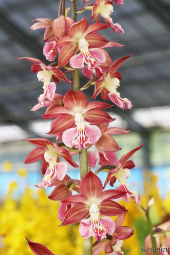 エビネ 蘭裕園 Ranyuen