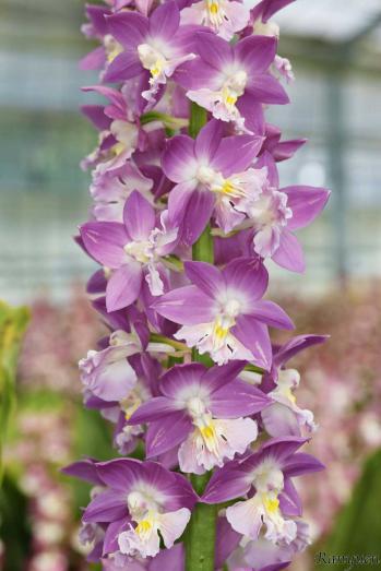 エビネ 蘭裕園 Ranyuen