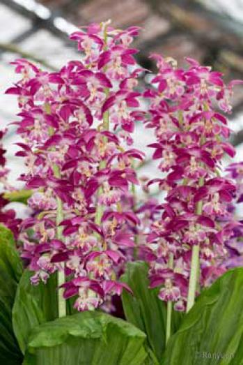 エビネ 蘭裕園 Ranyuen