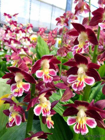 エビネ 蘭裕園 Ranyuen