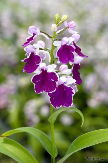 アワチドリ・夢ちどり 蘭裕園 Ranyuen