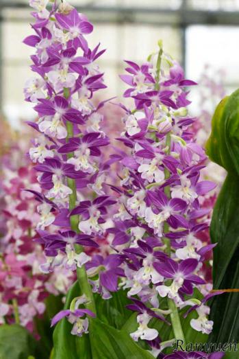 エビネ 蘭裕園 Ranyuen