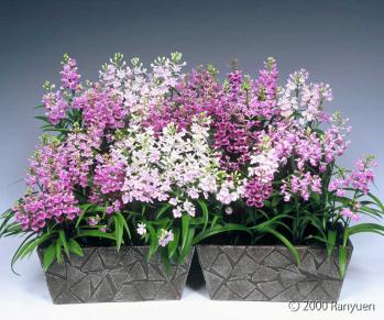 蘭裕園スタイル 蘭裕園 Ranyuen