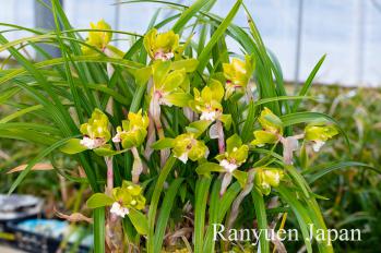 春蘭 蘭裕園 Ranyuen