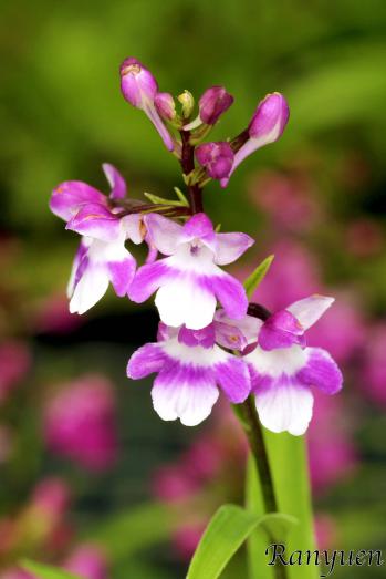 アワチドリ・夢ちどり 蘭裕園 Ranyuen