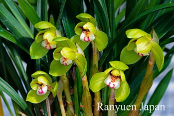 春蘭 蘭裕園 Ranyuen