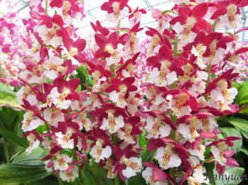 エビネ 蘭裕園 Ranyuen