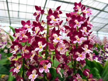 エビネ 蘭裕園 Ranyuen