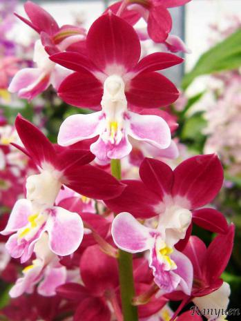 エビネ 蘭裕園 Ranyuen