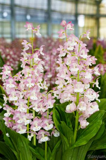 エビネ 蘭裕園 Ranyuen