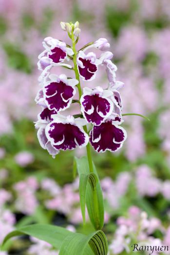 アワチドリ・夢ちどり 蘭裕園 Ranyuen