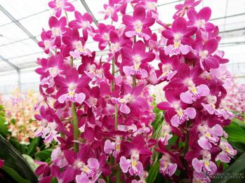 エビネ 蘭裕園 Ranyuen