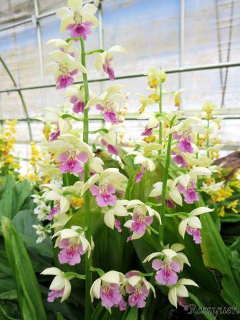 エビネ 蘭裕園 Ranyuen