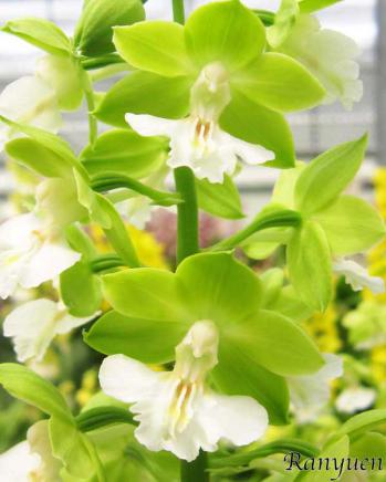 Calanthe Ranyuen