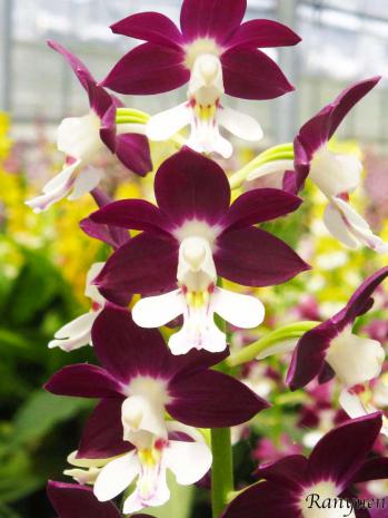 エビネ 蘭裕園 Ranyuen