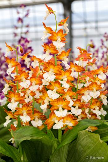 エビネ 蘭裕園 Ranyuen