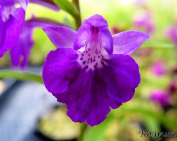 アワチドリ・夢ちどり 蘭裕園 Ranyuen