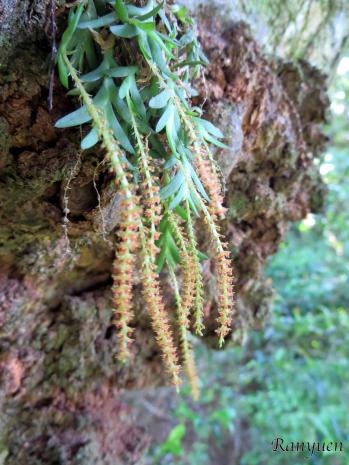 ヨウラクラン 蘭裕園 Ranyuen