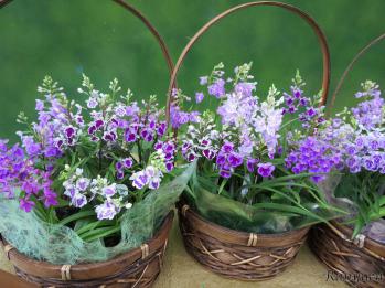 蘭裕園スタイル 蘭裕園 Ranyuen