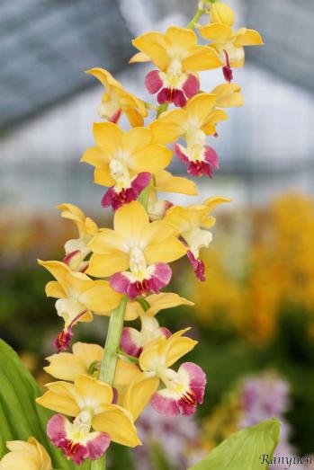 エビネ 蘭裕園 Ranyuen