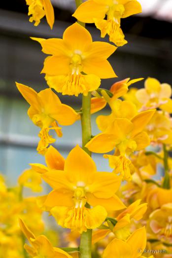 エビネ 蘭裕園 Ranyuen