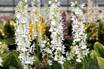 エビネ 蘭裕園 Ranyuen