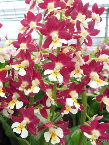 エビネ 蘭裕園 Ranyuen