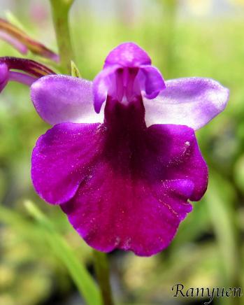 アワチドリ・夢ちどり 蘭裕園 Ranyuen