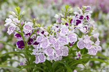 アワチドリ・夢ちどり 蘭裕園 Ranyuen