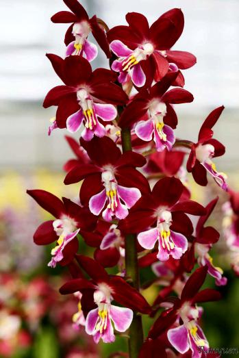 エビネ 蘭裕園 Ranyuen