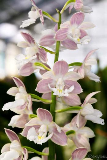 エビネ 蘭裕園 Ranyuen