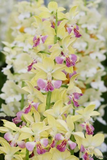 エビネ 蘭裕園 Ranyuen