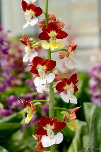 エビネ 蘭裕園 Ranyuen