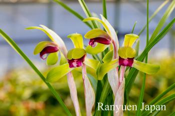 春蘭 蘭裕園 Ranyuen