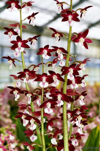 エビネ 蘭裕園 Ranyuen