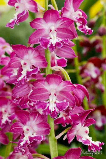 エビネ 蘭裕園 Ranyuen