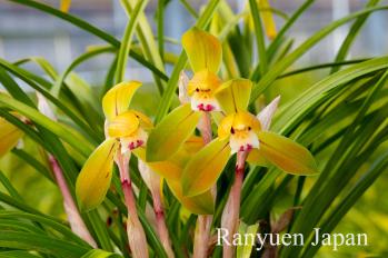 春蘭 蘭裕園 Ranyuen