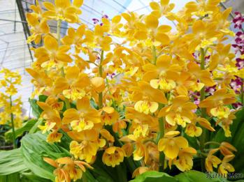 エビネ 蘭裕園 Ranyuen