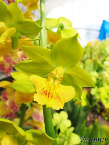 エビネ 蘭裕園 Ranyuen