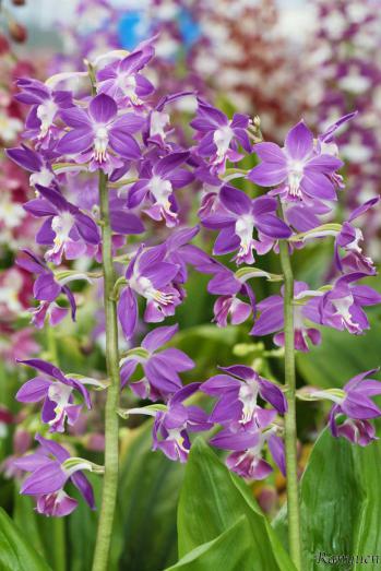 エビネ 蘭裕園 Ranyuen