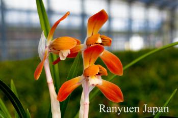 春蘭 蘭裕園 Ranyuen