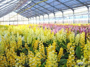 エビネ 蘭裕園 Ranyuen