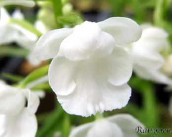 アワチドリ・夢ちどり 蘭裕園 Ranyuen