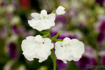 アワチドリ・夢ちどり 蘭裕園 Ranyuen