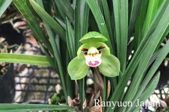 春蘭 蘭裕園 Ranyuen