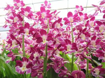 エビネ 蘭裕園 Ranyuen